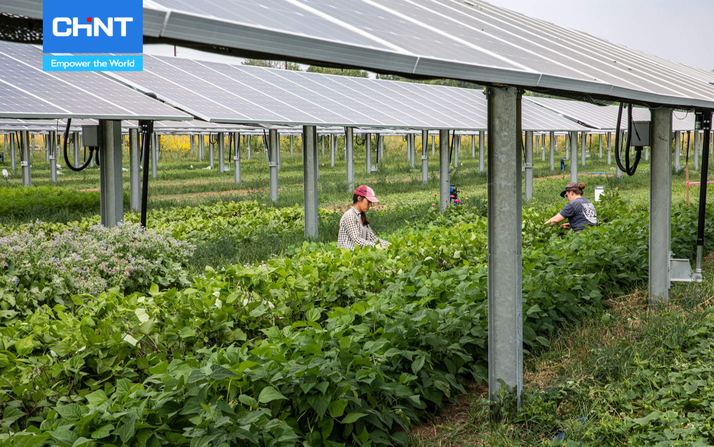 Điện Mặt Trời Nông Nghiệp - Giải Pháp Cho Nông Nghiệp Sạch 4 điện mặt trời nông nghiệp ứng dụng cho mô hình rau sạch